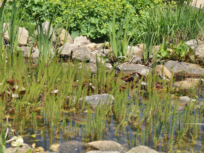 tannenwedel-pflanze Hippuris vulgaris,  Tannenwedel