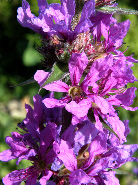 lythrum-salicaria