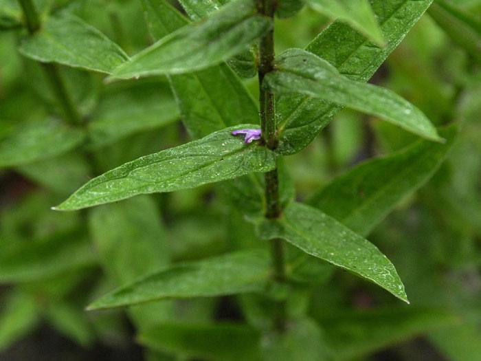 lythrum-salicaria-blatt