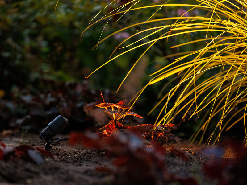Spotstrahler Alder leuchtet auf ein Ziergras
