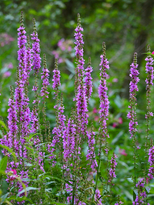 Portraet-Aufnahme des Lythrum, Blutweiderich