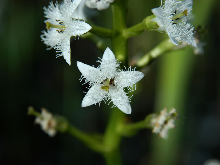 fiberklee-bluete Menyanthes trifoliata, Fiberklee, Bitterklee