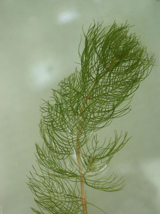 hornblatt Ceratophyllum demersum,  Hornblatt