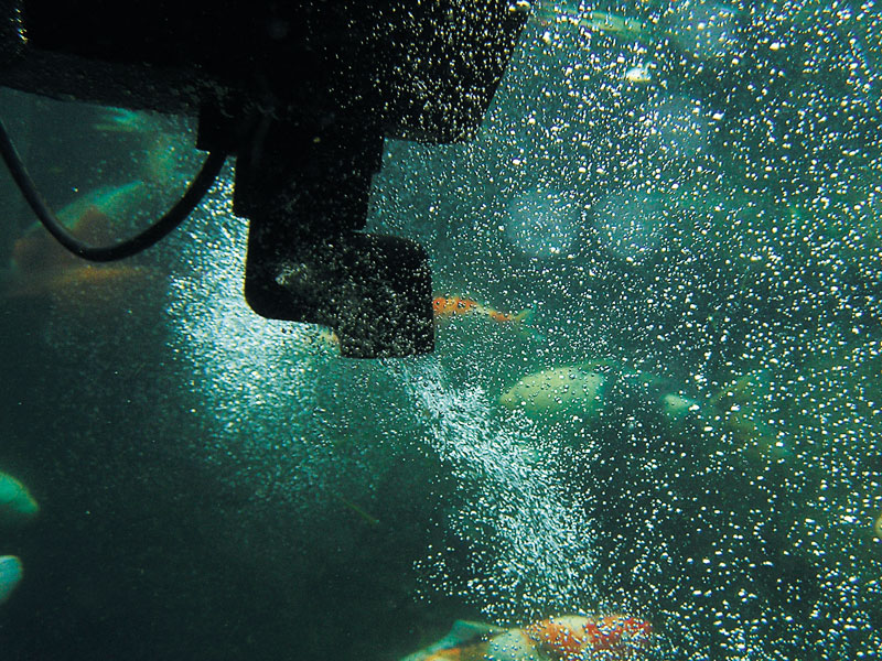 SwimSkim 50 mit Gründelfunktion