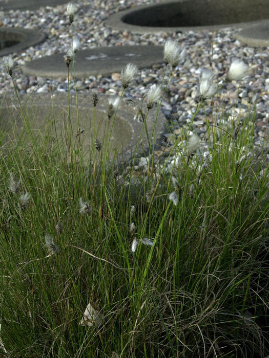 wollgras Eriophorum angustifolium, Schmalblätriges Wollgras
