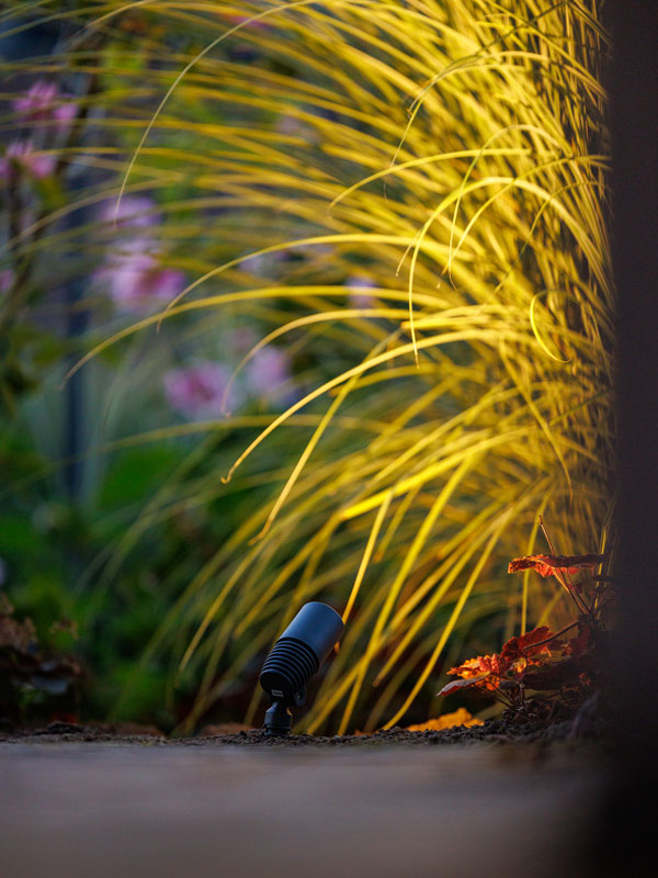 Spotstrahler Alder leuchtet auf Ziergras
