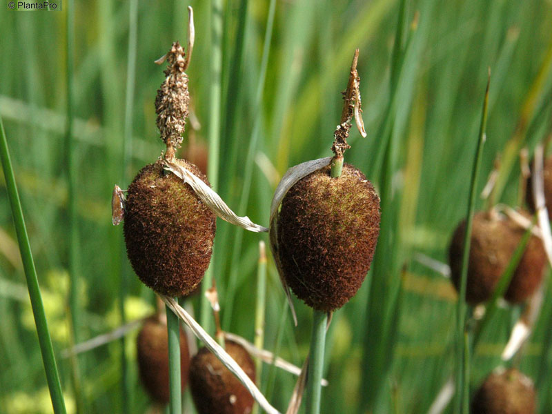 Typha minima, Zwergrohrkolben Typha minima, Zwergrohrkolben