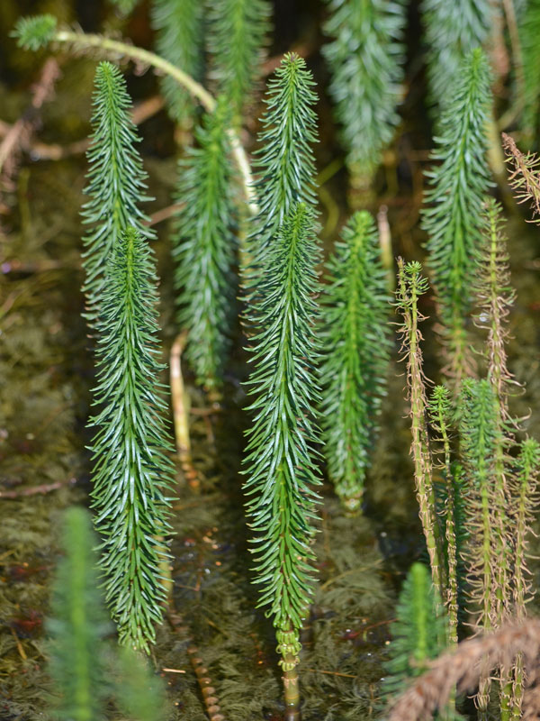 Wasserpflanze Hippuris vulgaris Wasserpflanze Hippuris vulgaris