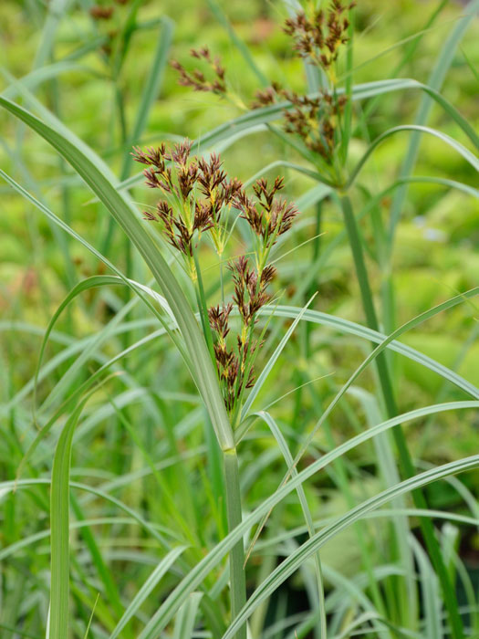 zyperngras-bluete Cyperus longus, Hohes Zyperngras