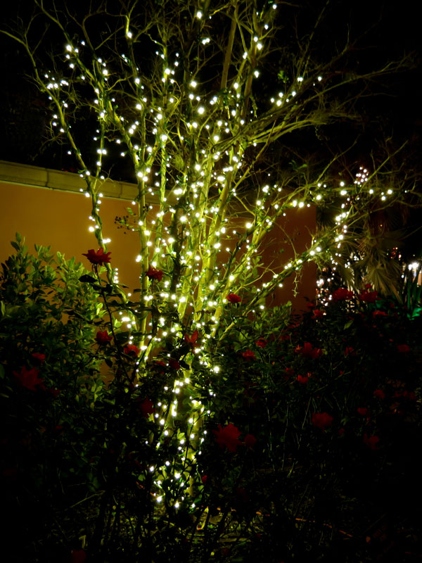 Lichterkette Linea um einen Strauch gewickelt bei Nacht