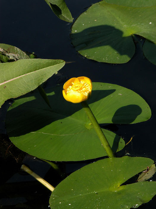 teichmummel Nuphar lutea, Teichmummel, gelbe Teichrose