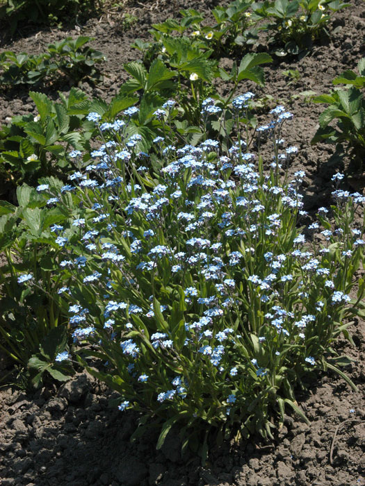 sumpfvergissmeinnicht Myosotis palustris, Sumpfvergissmeinnicht