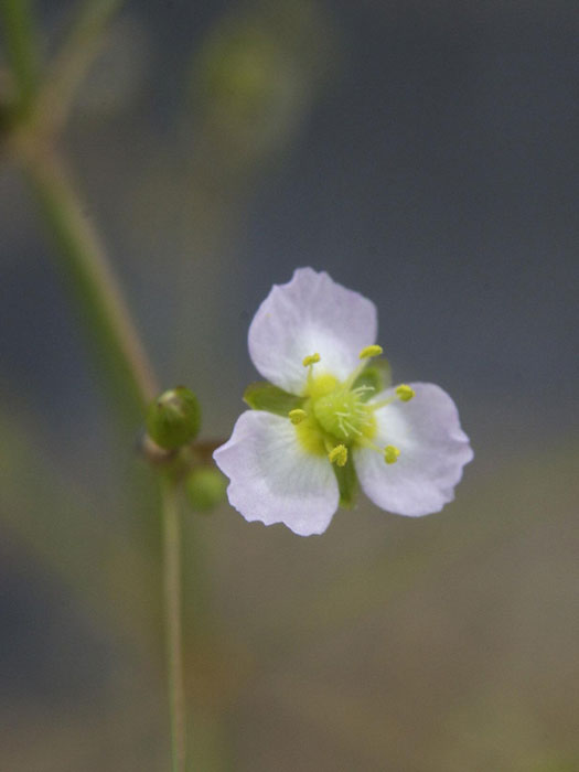 froschloeffel-bluete Alisma plantago-aquatica,  Froschlöffel
