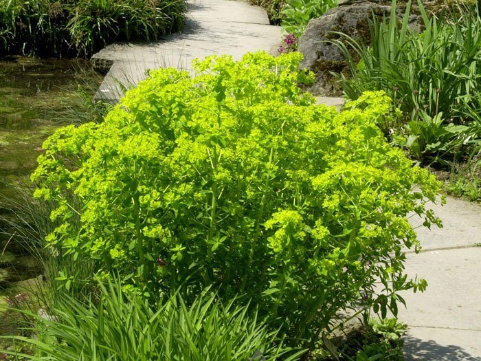 sumpfwolfsmilch-pflanze Euphorbia palustris,  Sumpfwolfsmilch
