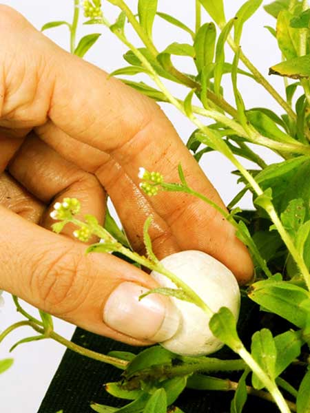 growth-balls2_82060_1