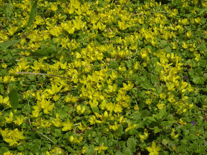 pfennigkraut-pflanze Lysimachia nummularia, Pfennigkraut