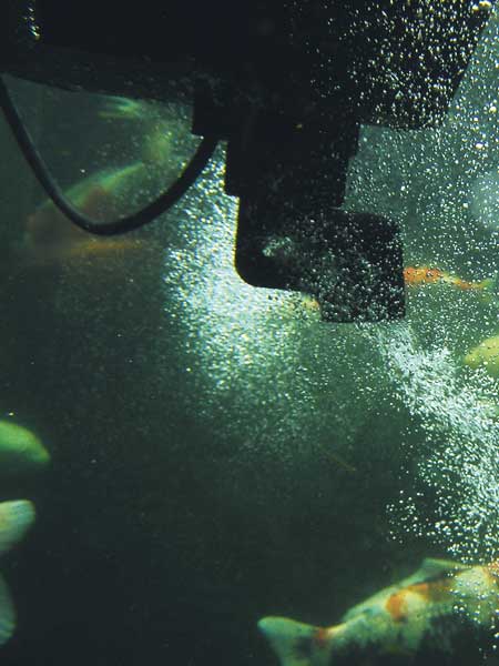 swimskim2