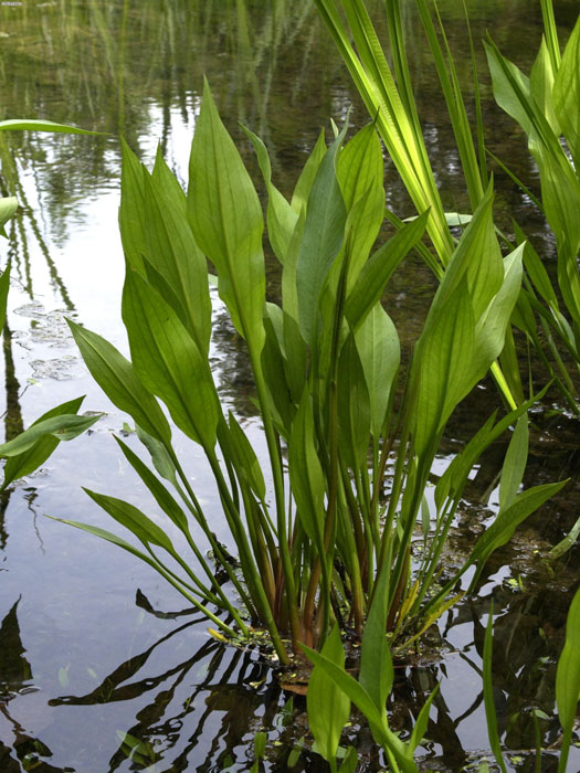 froschloeffel Alisma plantago-aquatica,  Froschlöffel