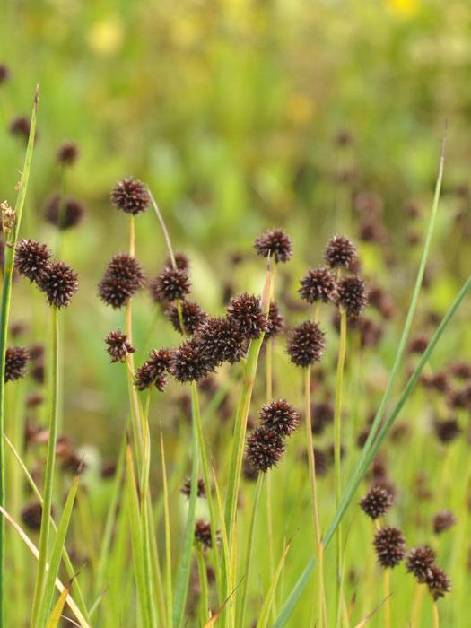 schwertblaettrige-binse Juncus ensifolius, schwertblättrige Binse
