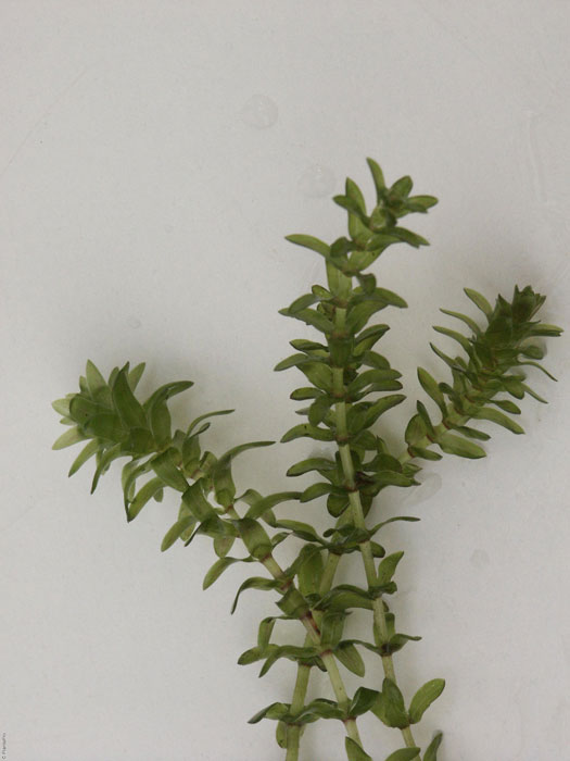 kanadische-wasserpest Elodea canadensis, Kanadische Wasserpest