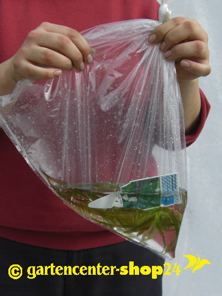 hornblatt_42930_2 Ceratophyllum demersum,  Hornblatt