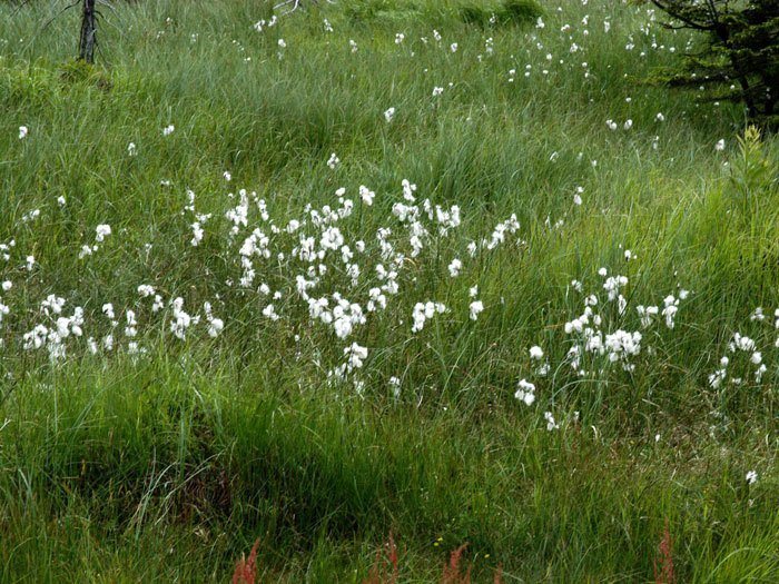 wollgras-pflanze Eriophorum angustifolium, Schmalblätriges Wollgras