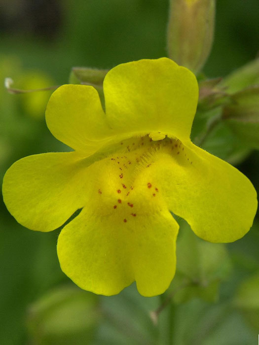 gauklerblume Mimulus luteus, Gelbe Gauklerblume