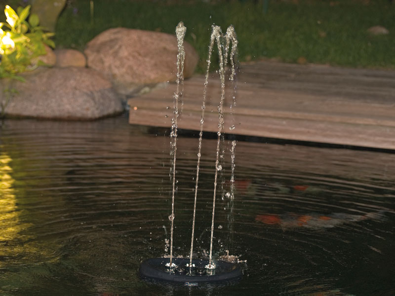 Water Starlet in einem Gartenteich mit Koi