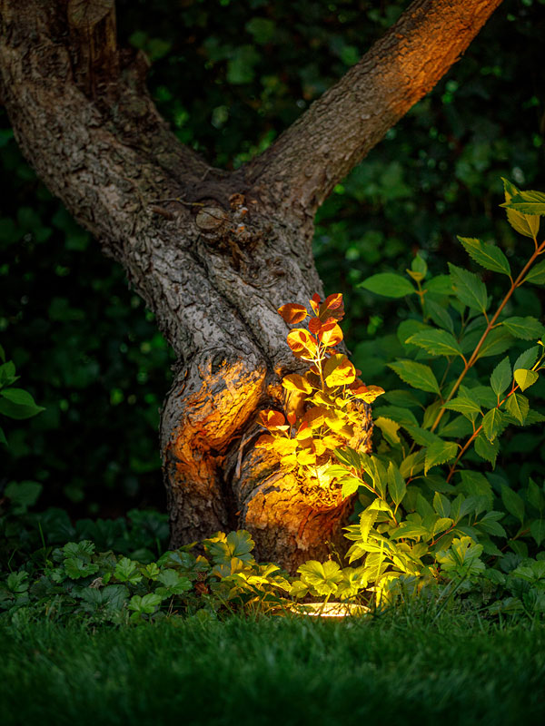 Einbauleuchte Rubum beleuchtet nachts einen Baum