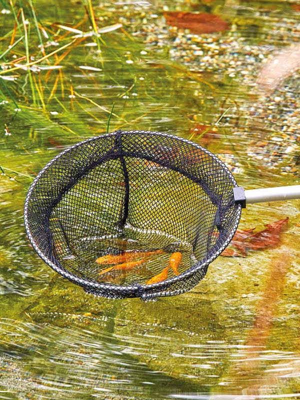Mit dem Fischkescher klein von Oase werden Fische gefangen