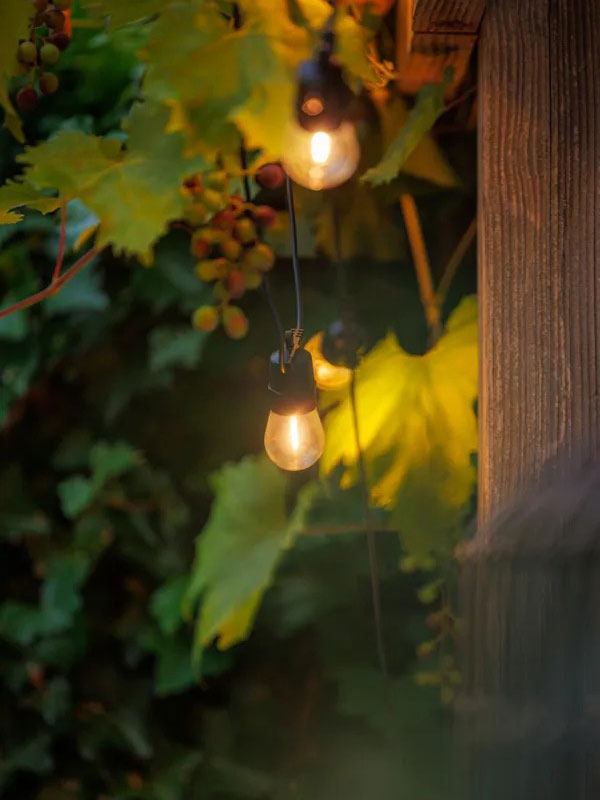 Lichterkette Partylights Filament zwischen Weinreben aufgehaengt