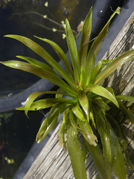 krebsschere Stratiotes aloides, Krebsschere, Wasseraloe