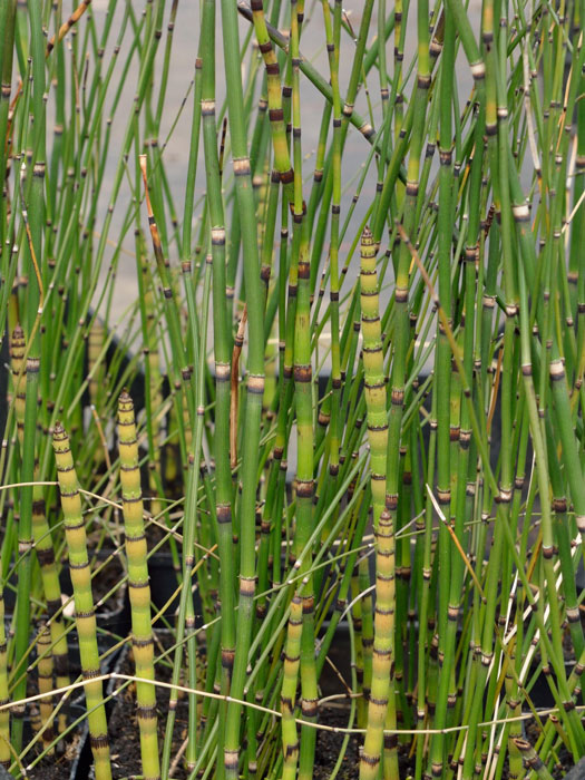 winterschachtelhalm Equisetum hyemale var. Robustum, Riesen-Winterschachtelhalm