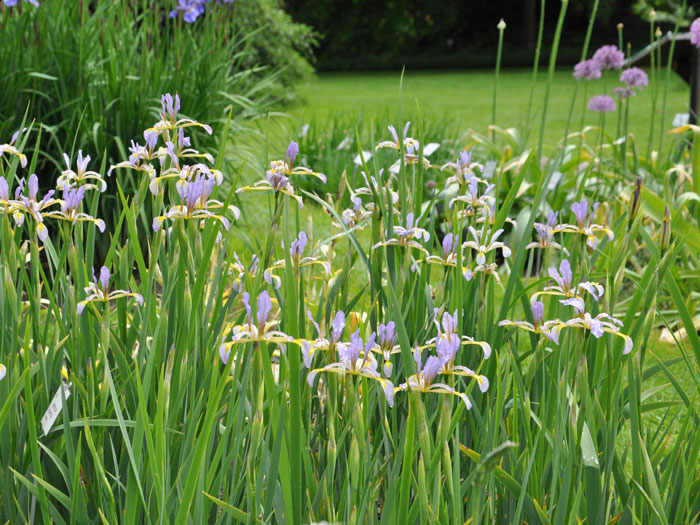 verschiedenfarbie-iris-pfla Iris versicolor, verschiedenfarbige Sumpfiris