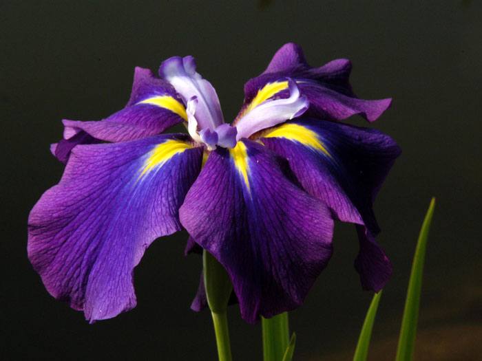 iris-ensata-bluete Iris ensata,  Japanische Sumpfiris