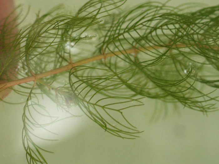hornblatt-wasserpflanze Ceratophyllum demersum,  Hornblatt