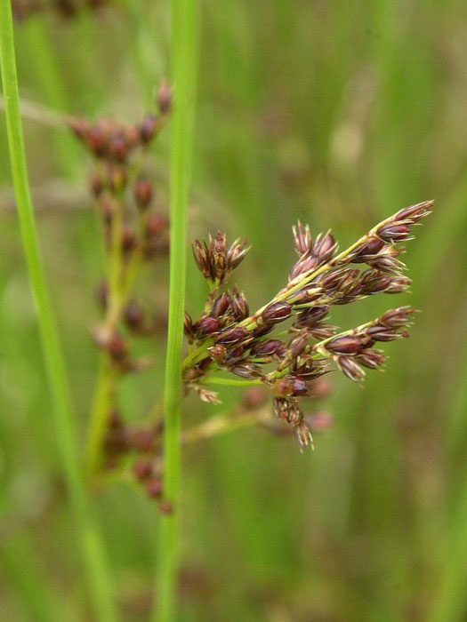 binse-bluete Juncus inflexus (Juncus glaucus), Blaugrüne Binse