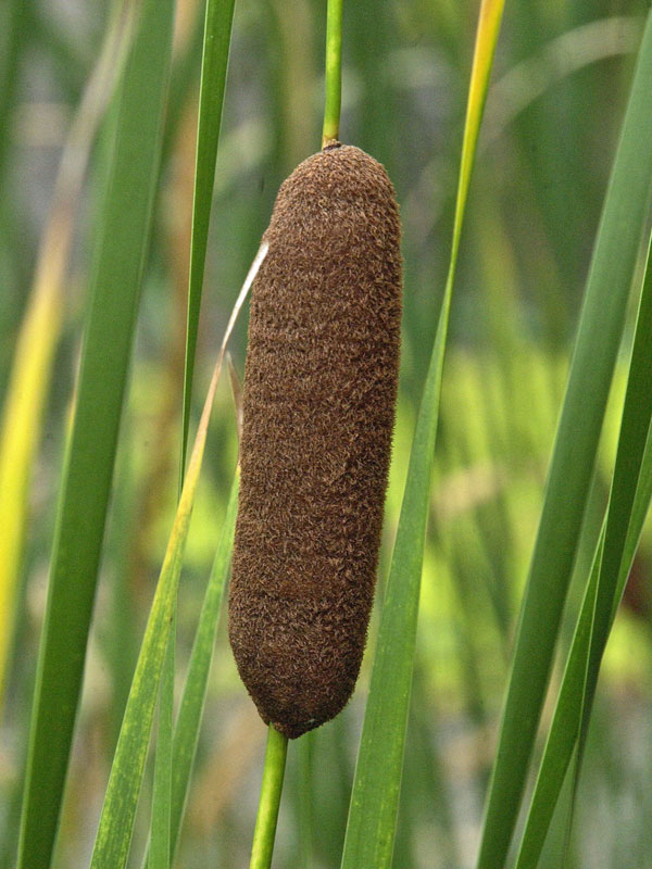 Rohrkolben des Typha angustifolia