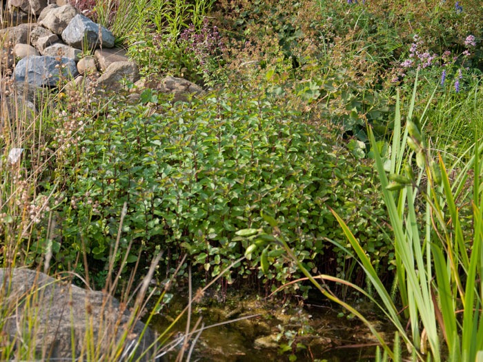 wasserminze-pflanze Mentha aquatica, Wasserminze, Bachminze