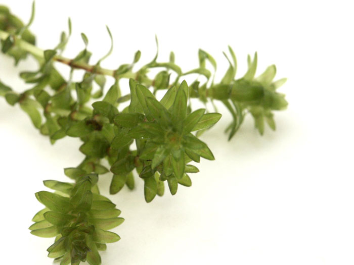 kanadische-wasserpest-pflan Elodea canadensis, Kanadische Wasserpest