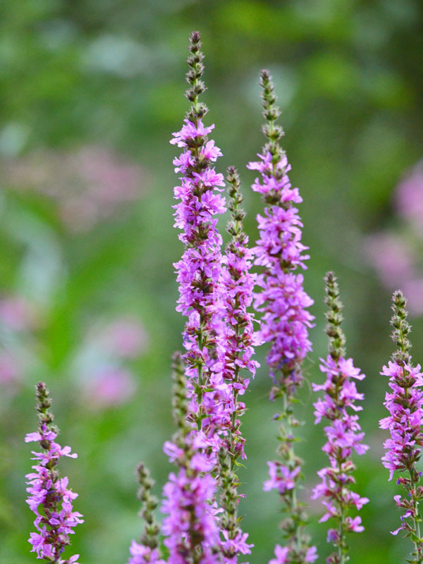 Nahaufnahme Blüte des Lythrum Nahaufnahme der Bluete des Lythrum, Blutweiderich