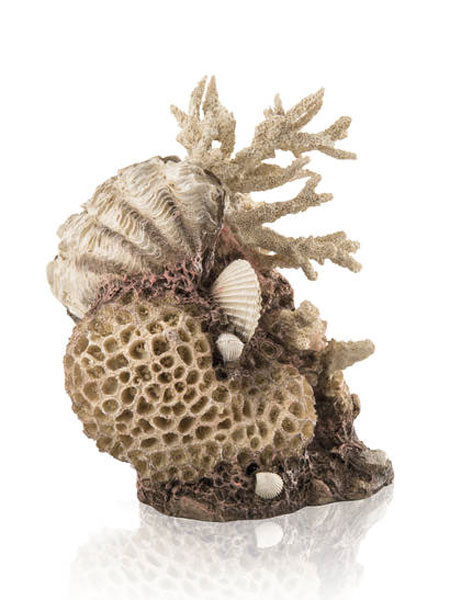 Korallen Muschel-Ornament natural