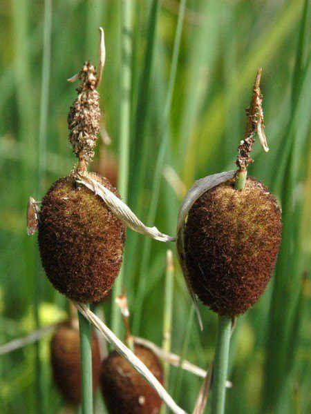 Typha minima, Zwergrohrkolben