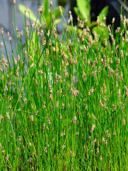 Eleocharis palustris, Gewöhnliche Sumpfsimse