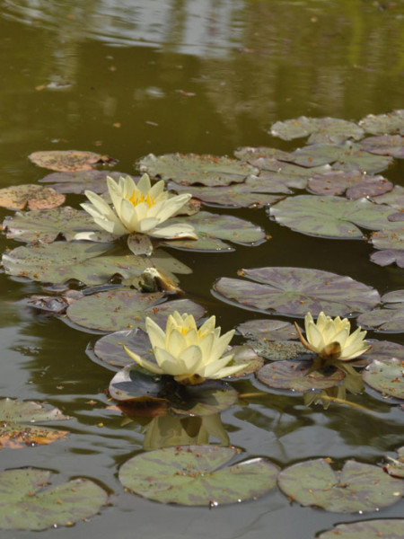 Nymphaea Hybride Marliacea Chromatella, Seerose, Teichrose