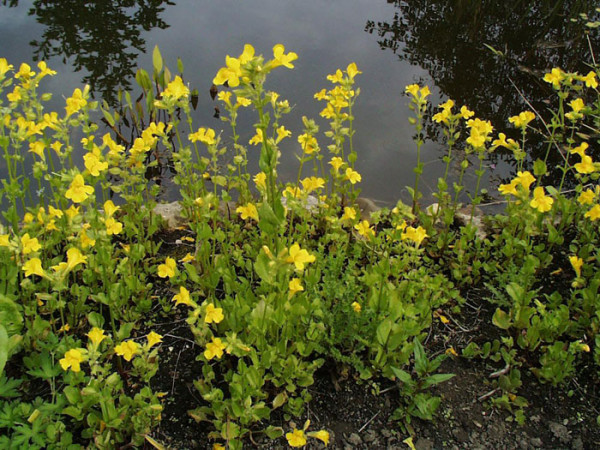 Mimulus luteus, Gelbe Gauklerblume