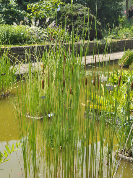 Typha angustifolia, Schmalblättriger Rohrkolben