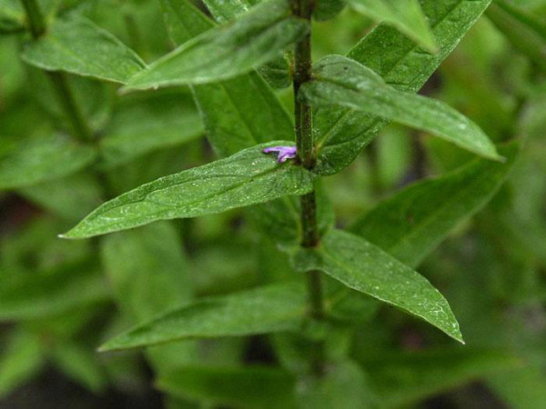 Lythrum salicaria (M), Blutweiderich