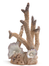 ornament-korallen-gross-1
