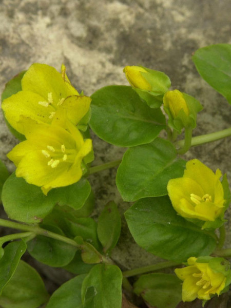 Lysimachia nummularia, Pfennigkraut